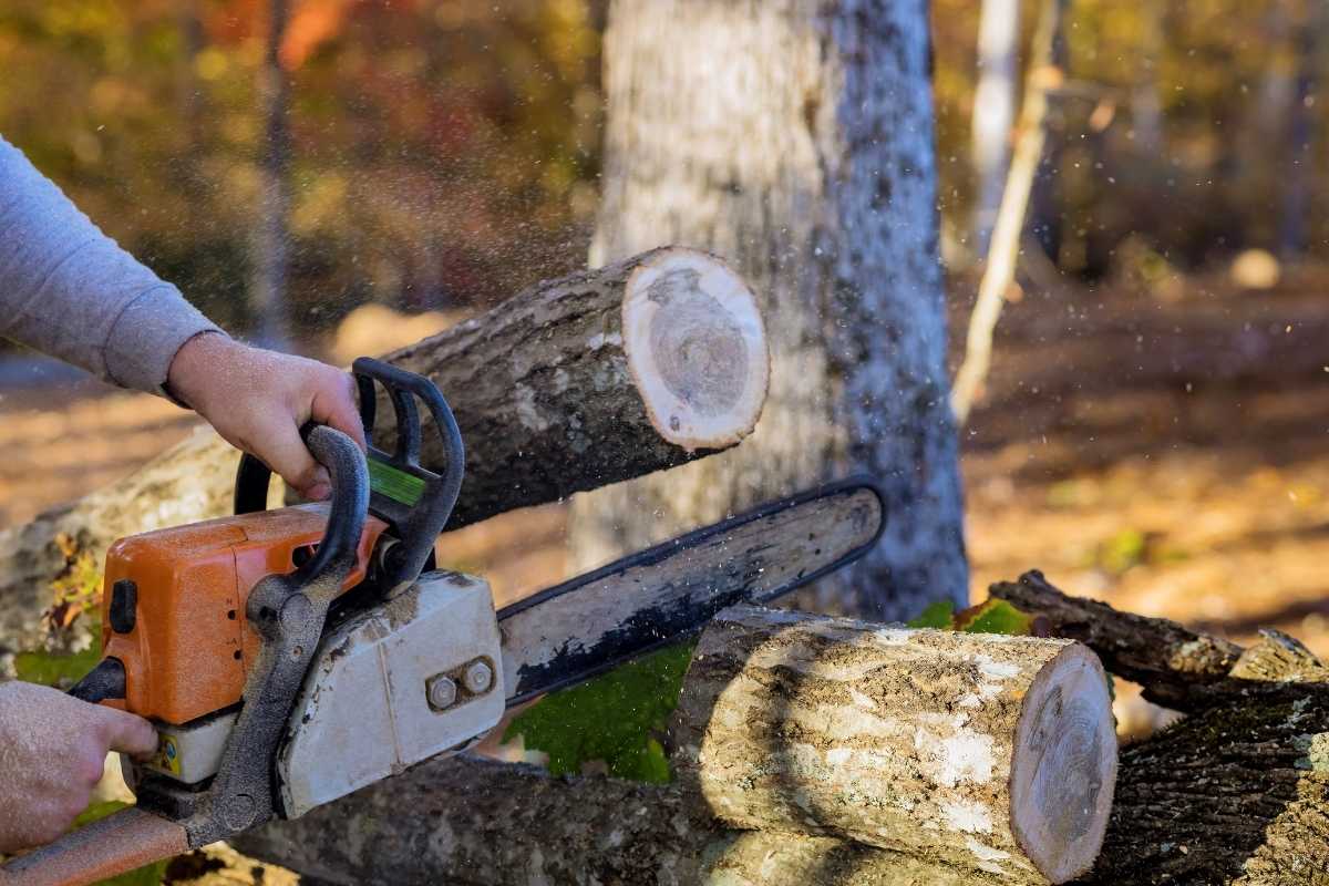 Arborist trimming a tree limb with a chainsaw