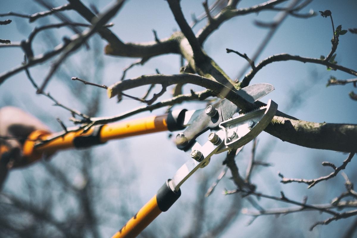 Pruning a tree branch with a pole saw
