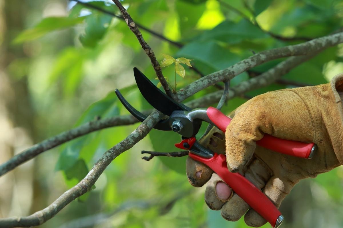 Cutting Edge Tree Service pruning a tree in Bergen County, NJ