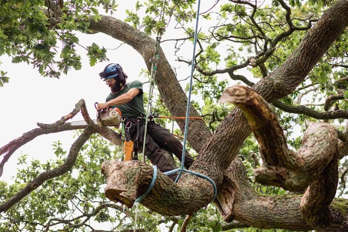 Tree Trimming Services Bergen County NJ