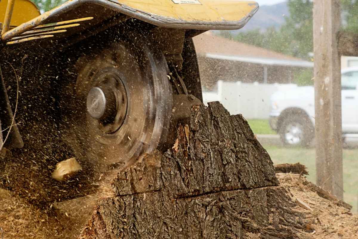 Stump grinder removing a tree stump below grade